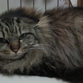 フワフワモコモコ「もちゃたん」♪