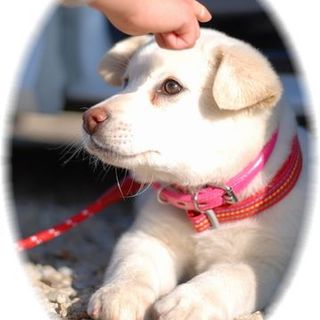 ペコちゃんの家族になってください！