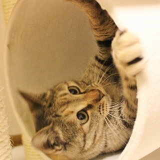 賢くなつこい女の子