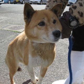 新たな飼い主さんが見つかりました！！