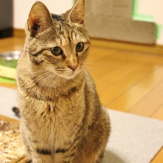 おだやかのんびり女の子