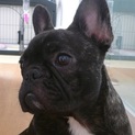 フレンチ ♀