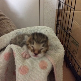 生後数日の赤ちゃん