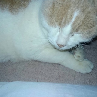 ミルクティー色の大人しい子です。