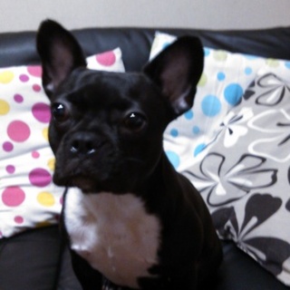 フレンチブルドック