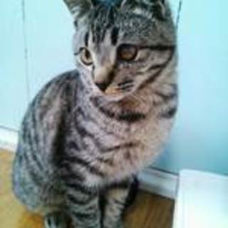 レオンくん　キジトラの男の子　3か月くらい