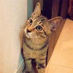 スカイツリー近く！猫の譲渡会