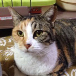 スカイツリー近く！猫の譲渡会 サムネイル2