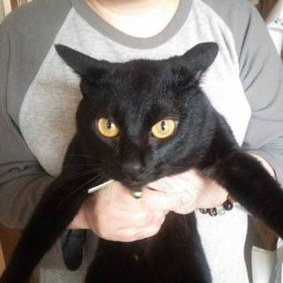 里親募集します‼