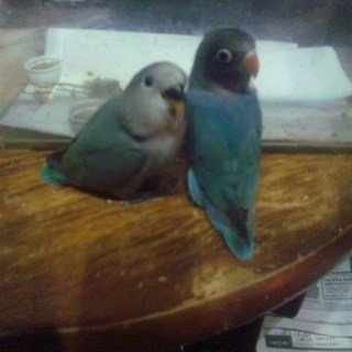 ボタンインコとコザクラインコの里親さん募集です。