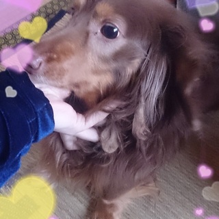 ダックスフンド