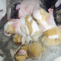 里親さんにお伝えする成長記録.・