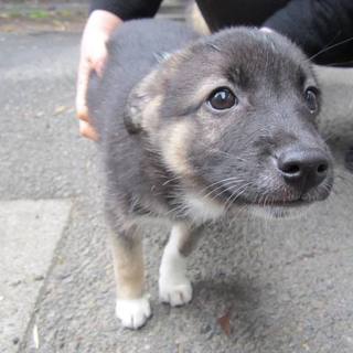 この子の命を救ってください。