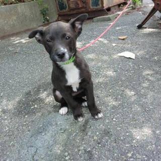 この子の命を救ってください。