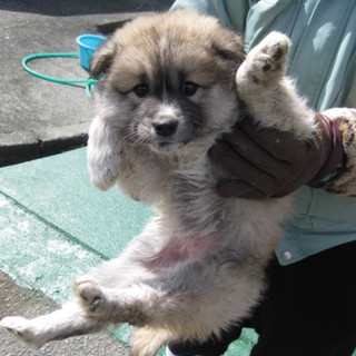 緊急募集！！生後2、3ヶ月のカワイイ子犬