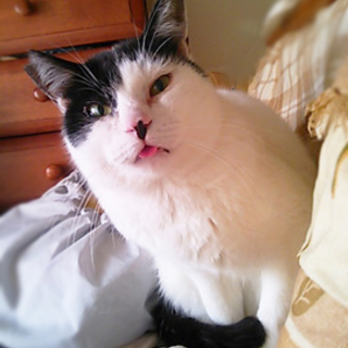 おっとり５才♂　トイレ爪とぎ完璧◎お留守番ＯＫ