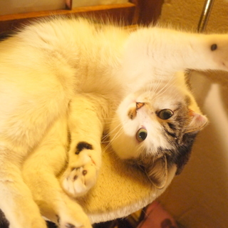 愛嬌たっぷり。パンチャ♀です。