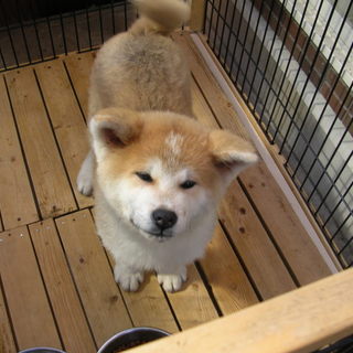 秋田犬オス生後4か月茶色