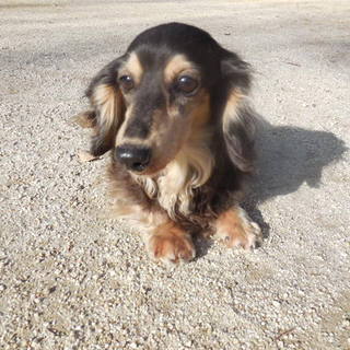 マイペースのミニチュアダックス