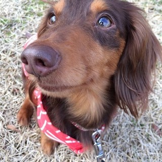 かわいいMダックス