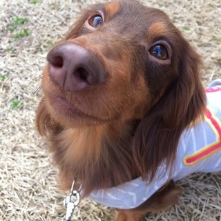 天真爛漫ダックス