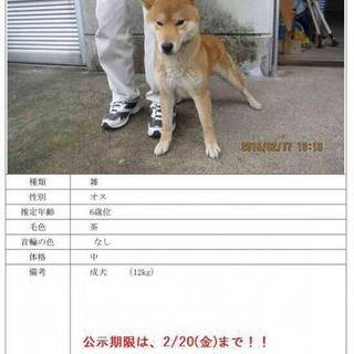 飼い主さんに返還になりました