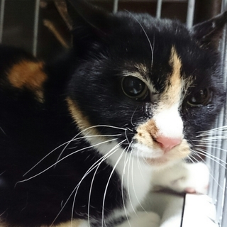 里親様が見つからなかったらお外です。