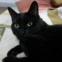 ☆黒猫の里親さん募集中☆