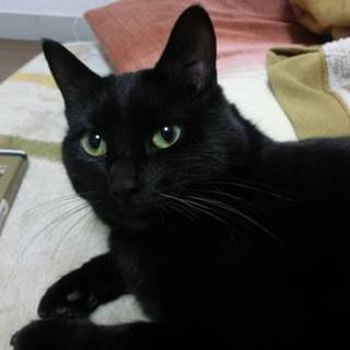 ☆黒猫の里親さん募集中☆