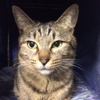 ☆キジトラ猫の里親さん募集☆