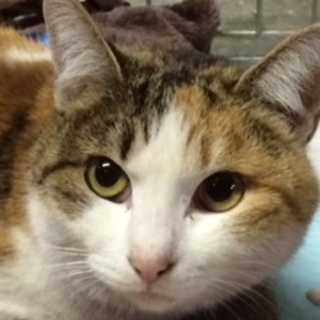 ☆三毛猫の里親さん募集中☆