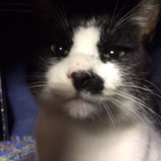 ☆ちょび髭猫の里親さん募集☆