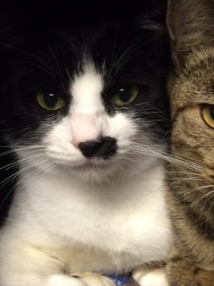 ☆ちょび髭猫の里親さん募集☆ サムネイル2