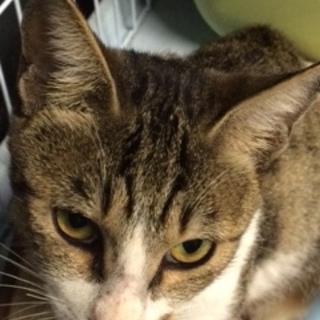 ☆優しいサバ白猫の里親さん募集☆