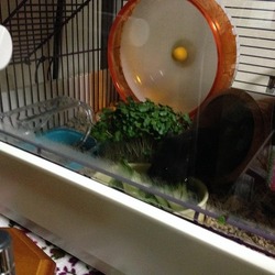 れいちゃん巨大化