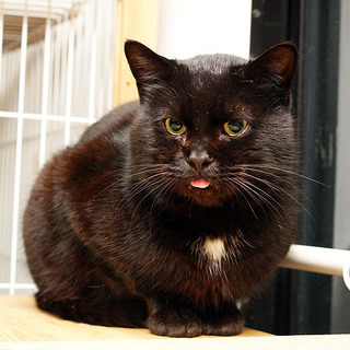 【SOS!箱根レスキュー猫】堂々猫・恵クン