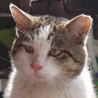 捕獲野良猫デカちゃんの里親募集