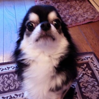 ロングコート　チワワ　３歳　男の子