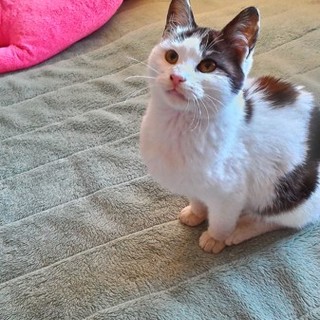 猫(男の子/白黒/１歳)の里親募集中！！