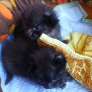 １匹に体調の急変があったので一旦停止します。