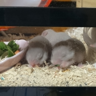 里親様決まりました。有り難うございます。