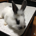 「交渉中」子ウサギの里親を募集しています