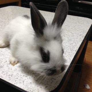 「交渉中」子ウサギの里親を募集しています
