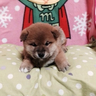 柴犬風おっとりマイペースなきっこちゃん