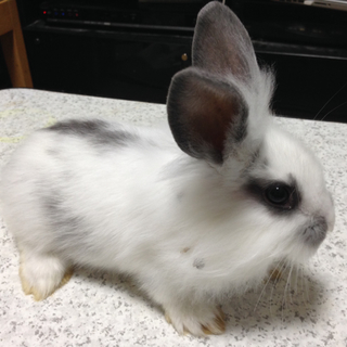 「交渉中：一旦停止」子ウサギの里親を募集しています
