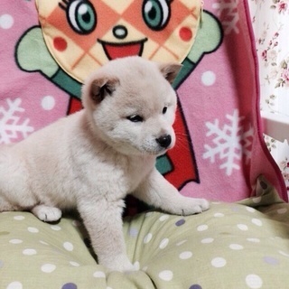 白柴犬風 元気で甘えん坊な「さくらこ」ちゃん