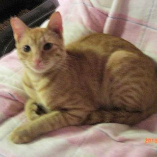 チョコ君、８ヶ月不妊済み・ワクチン済み