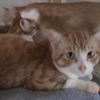 チビ君２歳、不妊手術済み、ワクチン接種済み