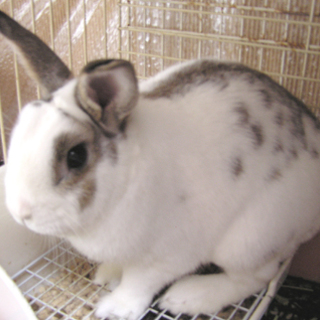 里親決定・・・みなさんありがとうございました。