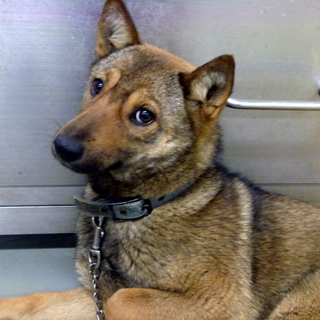 保健所で赤ちゃんを産んだ南ちゃん！